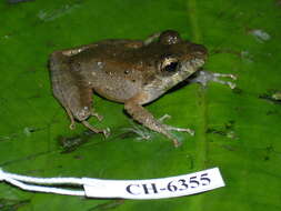 Image of Craugastor fitzingeri