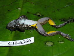 Image of Panama rocket frog