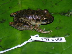 Image of Craugastor fitzingeri