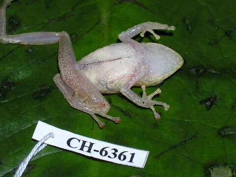 Image of La Loma Robber Frog