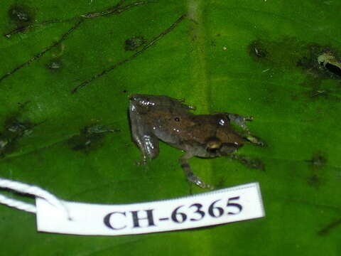 Image of La Loma Robber Frog