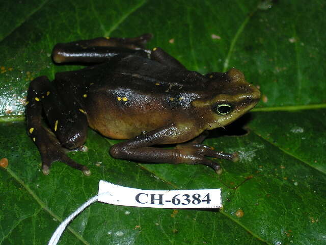 Image of Pirre Harlequin Frog