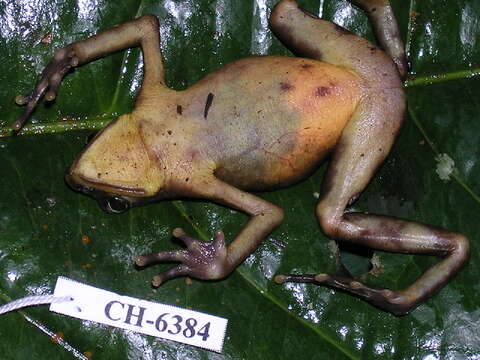 Image of Pirre Harlequin Frog