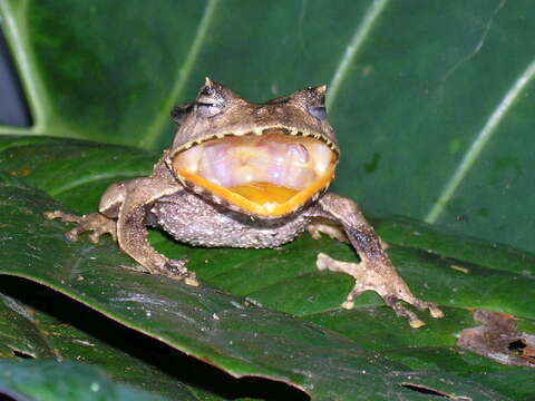 Image of Banded Horned Treefrog