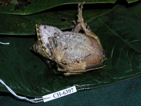 Image of Banded Horned Treefrog