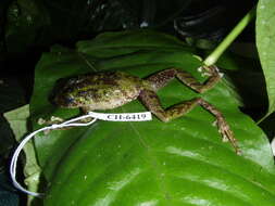 Image of Pristimantis