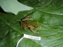 Image of Pristimantis