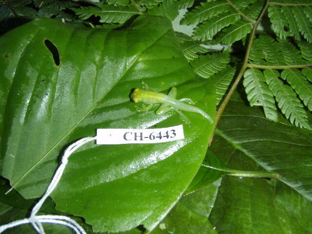 Image of Starrett's Glass Frog