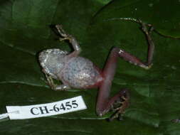 Image of Pristimantis