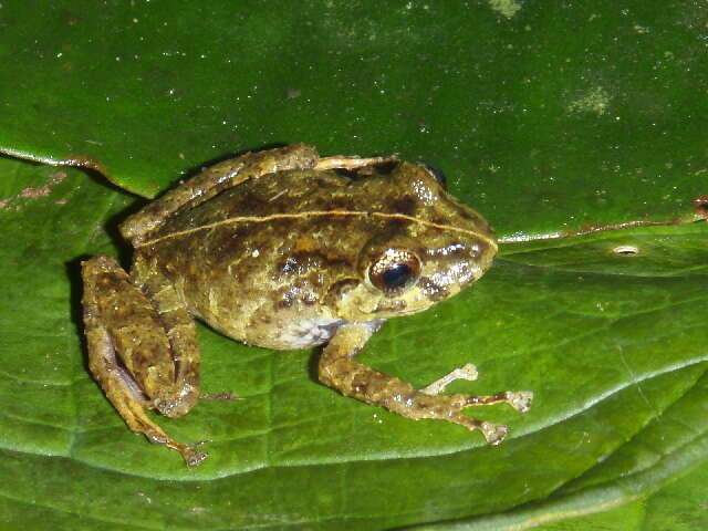 Image of Pristimantis latidiscus (Boulenger 1898)