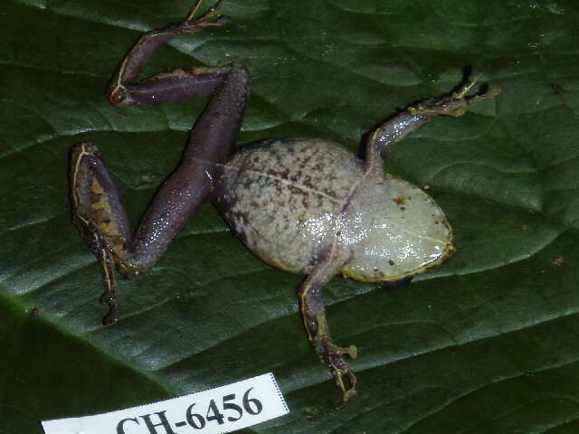 Image of Pristimantis latidiscus (Boulenger 1898)