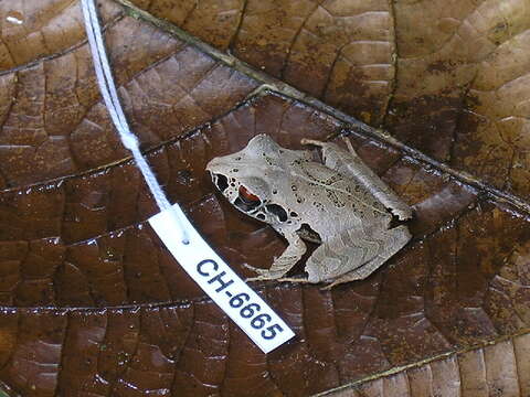 Image of Evergreen Robber Frog