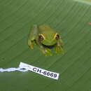 Image of La Loma Treefrog