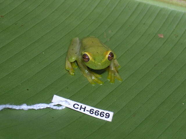 Image of La Loma Treefrog