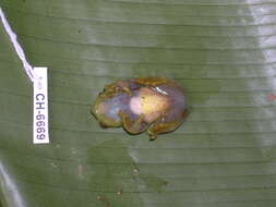 Image of La Loma Treefrog