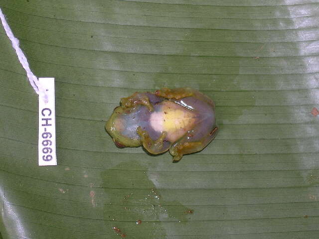 صورة Hyloscirtus colymba (Dunn 1931)