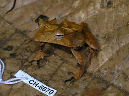 Image of Banded Horned Treefrog