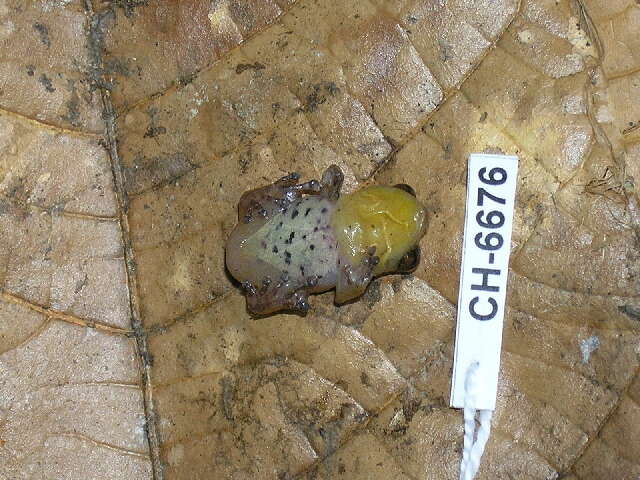 Image of Caretta Robber Frog