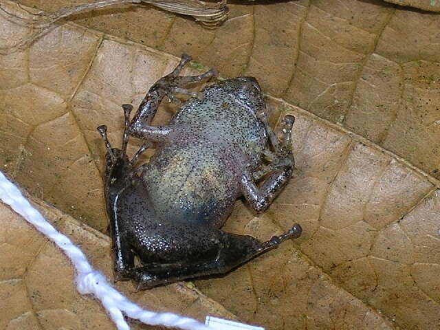 Image of La Loma Robber Frog