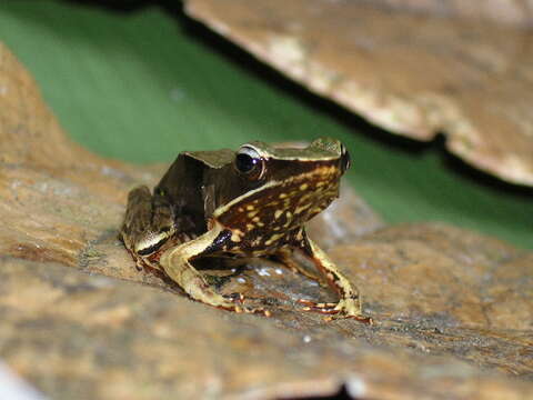 صورة Lithobates warszewitschii