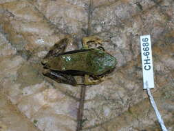 Image of Lithobates warszewitschii