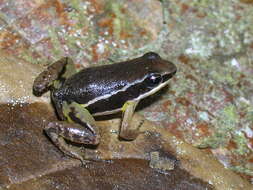 Image of Silverstoneia nubicola (Dunn 1924)