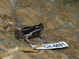 Image of Silverstoneia nubicola (Dunn 1924)