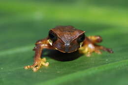 Image of Horned Marsupial Frog