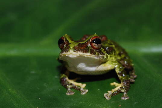 Слика од Pristimantis museosus (Ibáñez, Jaramillo & Arosemena 1994)