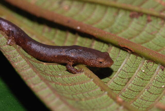 Image of lungless salamanders