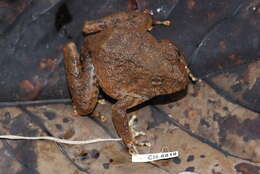 Image of Rusty Robber Frog