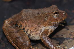 Image of Rusty Robber Frog