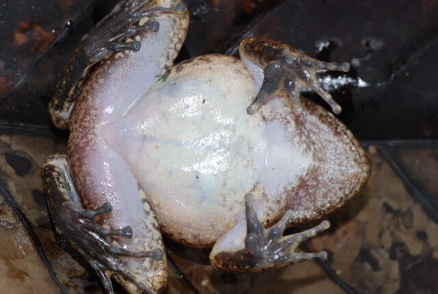 Image of Rusty Robber Frog