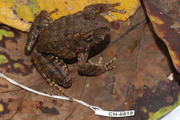 Image of Rusty Robber Frog