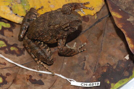 Imagem de Strabomantis bufoniformis (Boulenger 1896)