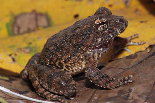 Imagem de Strabomantis bufoniformis (Boulenger 1896)