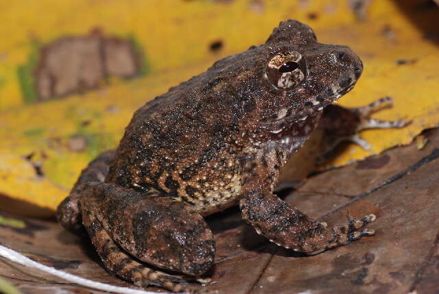 Image of Rusty Robber Frog