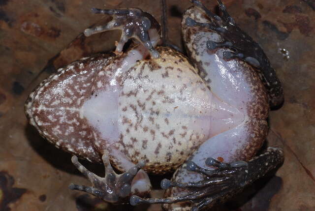 Image of Rusty Robber Frog