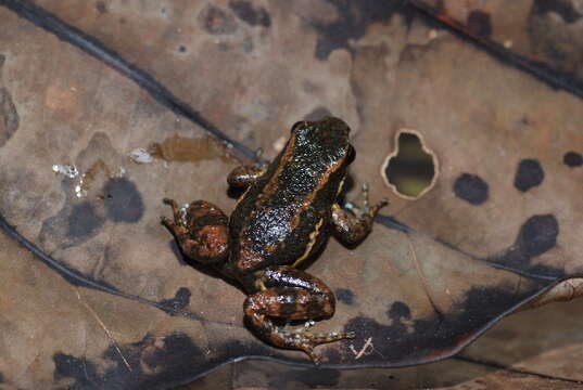 Plancia ëd Colostethus panamansis (Dunn 1933)