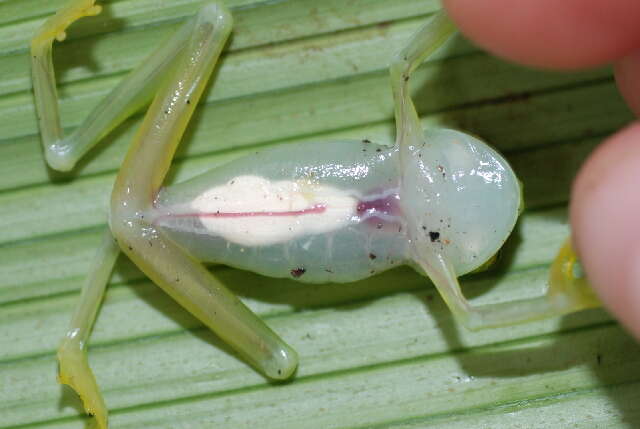 Image of Plantation Glass Frog