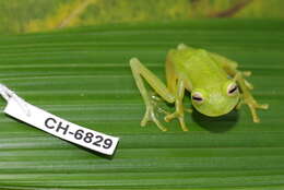 Image of Plantation Glass Frog