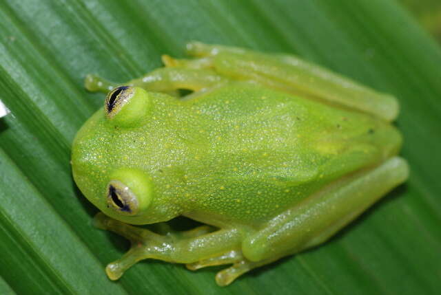 Image of Plantation Glass Frog