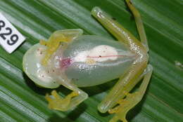 Image of Plantation Glass Frog