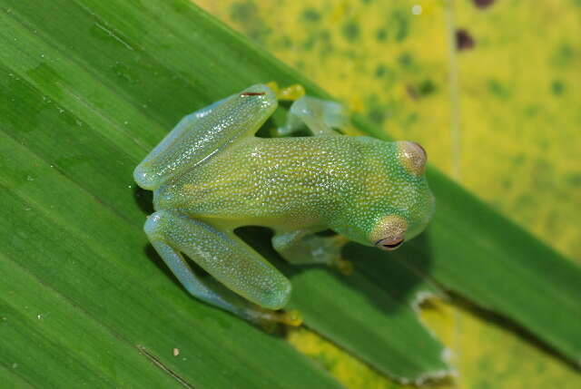 Image of Cochran glass frogs