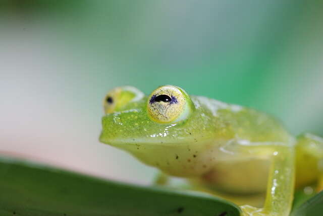 Imagem de Hyalinobatrachium colymbiphyllum (Taylor 1949)