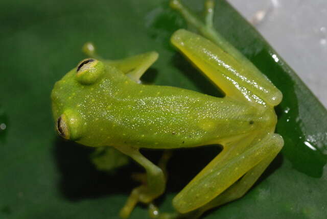 Image of Plantation Glass Frog