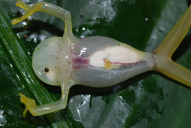 Image of Plantation Glass Frog