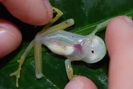 Image of Plantation Glass Frog