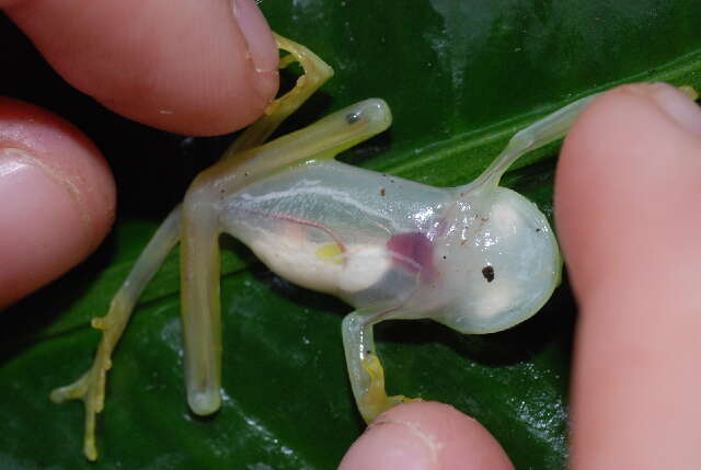 Image of Plantation Glass Frog