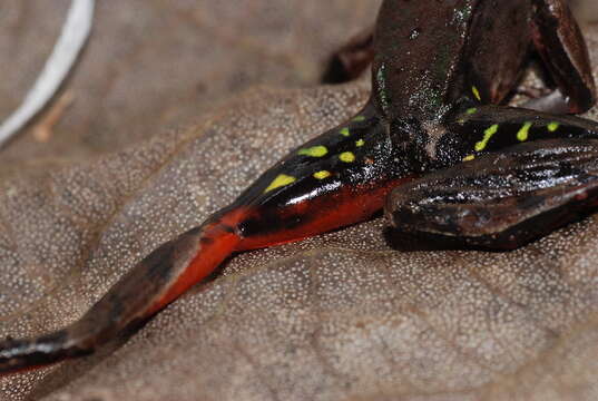 صورة Lithobates Fitzinger 1843